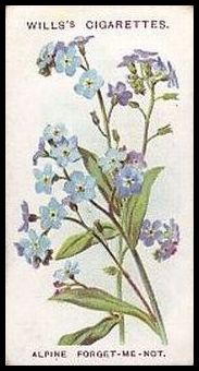 21 Alpine Forget-Me-Not
